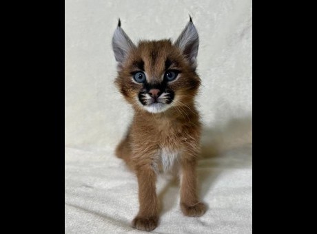 whatsapp image 2026-01-07 at 01.16.57 _2__compressed.jpg